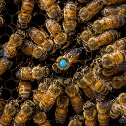 Crilli Ligustri Queen Bees – Docile and productive Apis mellifera ligustica