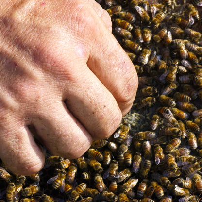 Crilli Ligustri Queen Bees – Docile and productive Apis mellifera ligustica