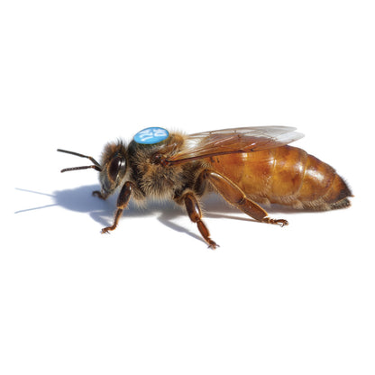 Crilli Ligustri Queen Bees – Docile and productive Apis mellifera ligustica